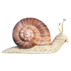 snail