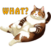 CAT FAT LIES WHAT