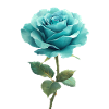 Turquoise Blue Rose