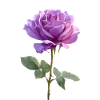 Violet Purple Rose