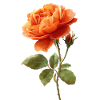 Orange Rose
