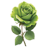 Rose verte