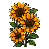 sunflowers