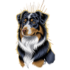 Australian Shepherd Portrait Artwork