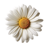 Daisies – Natural Floral Motif