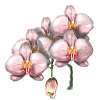 Pink Orchid Blossoms Illustration