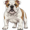 Bulldog puppy