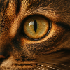 Animal - Cat, Close Up Of Eye