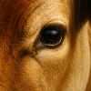 Animal - Cow, Close Up On Eye