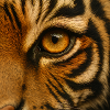 Animal - Tiger, close up of eye