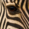 Animal - Zebra, close up of eye