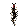Centipede