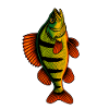 Perch Perch Perch Perch Bait