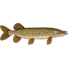 Hecht Köder Hecht Angler Hechte Hecht