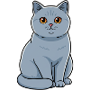 British Shorthair Cat Pet