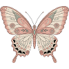 Boho Butterfly