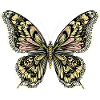 Boho Butterfly