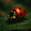 Animals - Ladybug