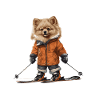 Pomeranian Dog Ski Skiing