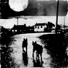 Moonlit night with two dogs