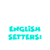 English Setter Englischer Setter