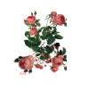 Geburtsblumen Geburtsblume Juni Rose