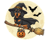 Teckel mignon sorcière Halloween