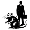 Rat as a pet