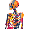 Skeleton Artist Creative Art Anatomy