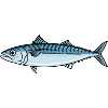Mackerel Fish Fishing