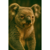 Animals - Koala