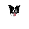 Border Collie Amour Humour