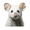 Süße Maus – niedliches Tierportrait