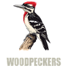 Spechte Specht