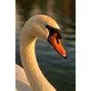 Bird - Swan
