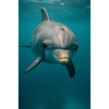 Tiere - Delfin
