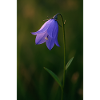 Jacinthe des bois