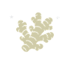 Ginger Is My Power Design