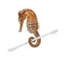 Seahorses against plastic