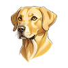 Golden Labrador Head Illustration