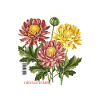 Geburtsblumen Geburtsblume November Chrysantheme