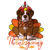 Joyeux Thanksgiving Boxer Dinde Chien Costume