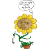 Sonnenblume Gesichtswitz