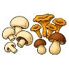 Forest Mushrooms Mix Illustration