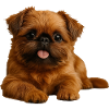 Belgian Dwarf Griffon Brussels Griffon