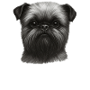 Belgian Dwarf Griffon Brussels Griffon Mama