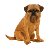 Belgian Dwarf Griffon Brussels Griffon