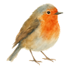 Robin aquarelle