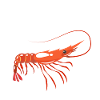 Fette Garnelenillustration mit SHRIMP Text Garnelen