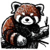Mignon panda roux (fusain/crayon)